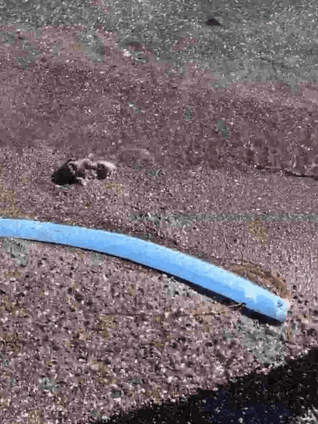 Does the Oar Fish Predict Earthquakes? Myths vs. Reality
